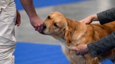 Un proviseur-adjoint est accompagné d’Opale, une golden-retriever, qui apaise toutes les tensions