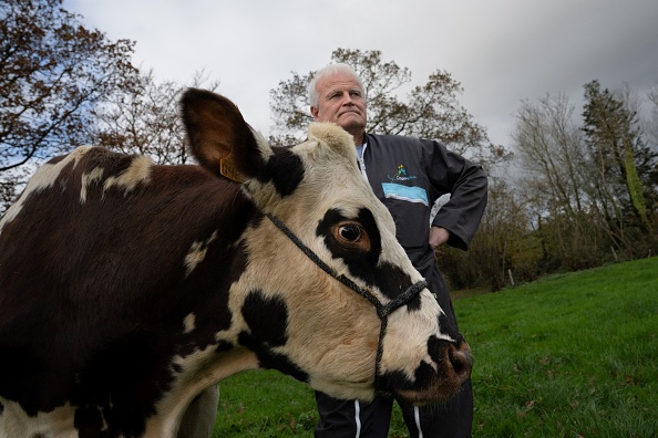 Oreillette, une vache de race normande, se tient dans un champ à côté de son propriétaire François Foucault. (Photo LOU BENOIST/AFP via Getty Images)