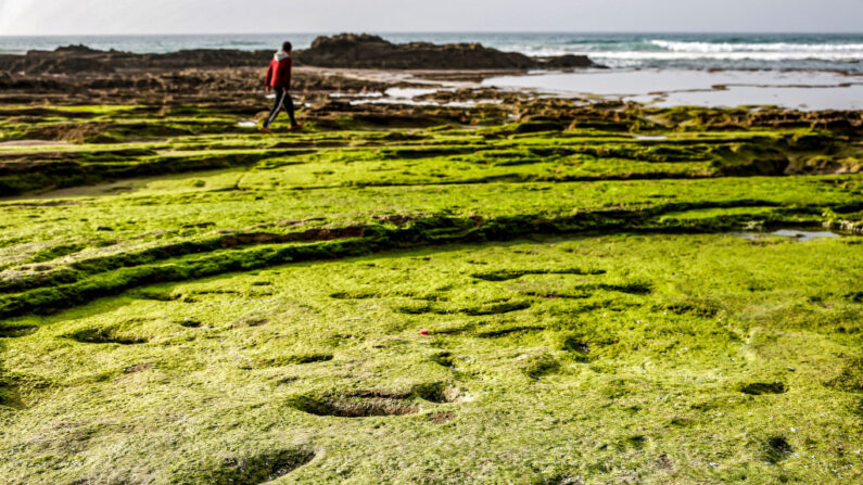 Les empreintes, probablement laissées par cinq homo sapiens, dont des enfants, ont été découvertes sur la côte de Larache par des archéologues du Maroc, d'Espagne, de France et d'Allemagne. (Photo FADEL SENNA/AFP via Getty Images)