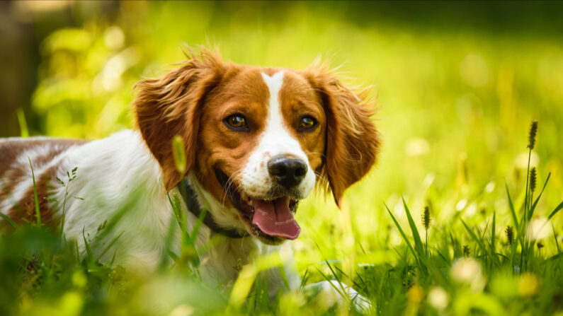 Jack est un épagneul qui revient de loin. (Photo: Przemek Iciak/Shutterstock)