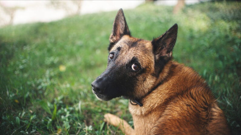 L'animal a survécu mais on ignore la gravité de ses blessures. (Photo: Ksenia Raykova/Shutterstock)