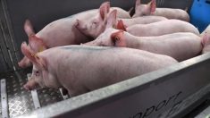 Un rein de porc transplanté pour la première fois chez l’homme