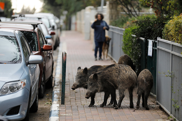 Image d'illustration (MENAHEM KAHANA/AFP via Getty Images)