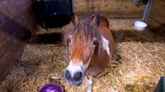 Près de Besançon: quatre poneys découverts au milieu de cadavres d’animaux dans un corps de ferme