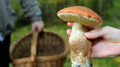 « Je ne vole rien à personne »: un jeune ingénieur crée une carte de France des coins à champignons et récolte des insultes