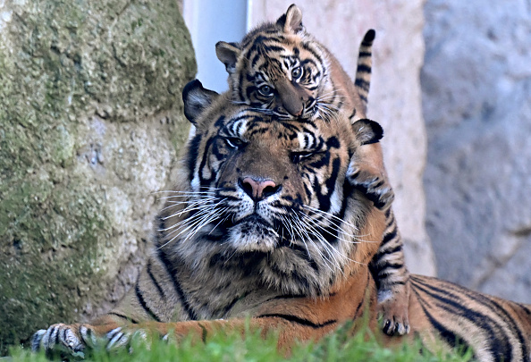 Kala joue avec son père Kasih au zoo de Rome, le 7 mars 2024. (Photo TIZIANA FABI/AFP via Getty Images)