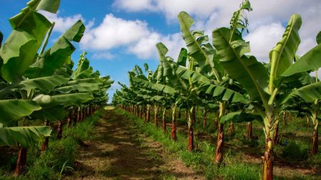 Chlordécone aux Antilles : un scandale d’État qui a contaminé plus de 90% de la population