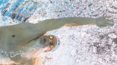 Natation: Léon Marchand s’ébroue en championnat universitaire