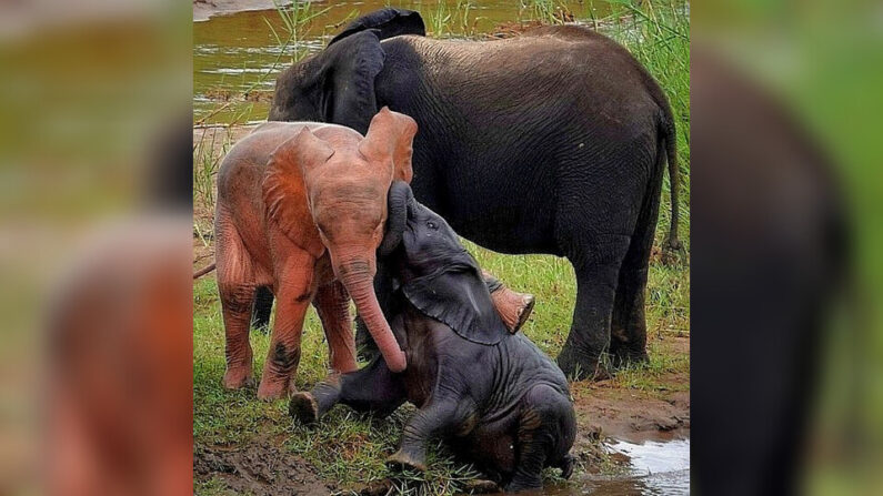 Un éléphanteau rose dans le parc Kruger en Afrique du Sud. (crédit photo instagram Contactingtheo, Theo Potgieter)