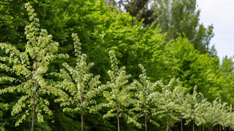 Vous devrez entretenir l'arbre pendant les premières années pour lui assurer un bon départ. (Ihor Hvozdetskyi/Shutterstock)