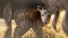 Une première en France: au zoo de Beauval, le premier bébé céphalophe à dos jaune est né