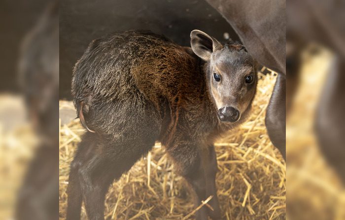 Un bébé céphalophe à dos jaune est né le 8 mars 2024 dans le Zoo-Parc de Beauval (Loir-et-Cher). (Photo compte Facebook du Zoo de Beauval)