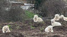 Six patous sauvés par le zoo de la Tanière: abandonnés par leur maître, ils survivaient dans une décharge