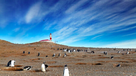 Une journée parmi les manchots sur l’île de Magdalena au Chili