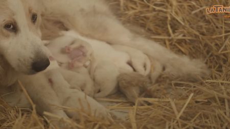 Patous sauvés par La Tanière: une femelle a mis bas, ils sont passés de 6 à 13