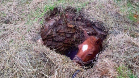 Gard: les pompiers délivrent un cheval tombé dans un puits