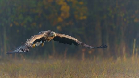 «Il faut arrêter ce massacre»: deux chasseurs avouent avoir abattu un aigle en danger critique d’extinction en Isère