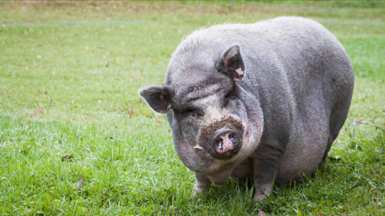 L'ancienne occupante a abandonné ses animaux une fois la vente signée. (Photo: Lasse Ansaharju/Shutterstock)