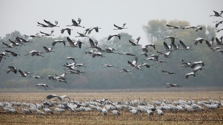 L’Europe s’inquiète de l’absence de défenses immunitaires chez l’homme face à l’évolution de la grippe aviaire