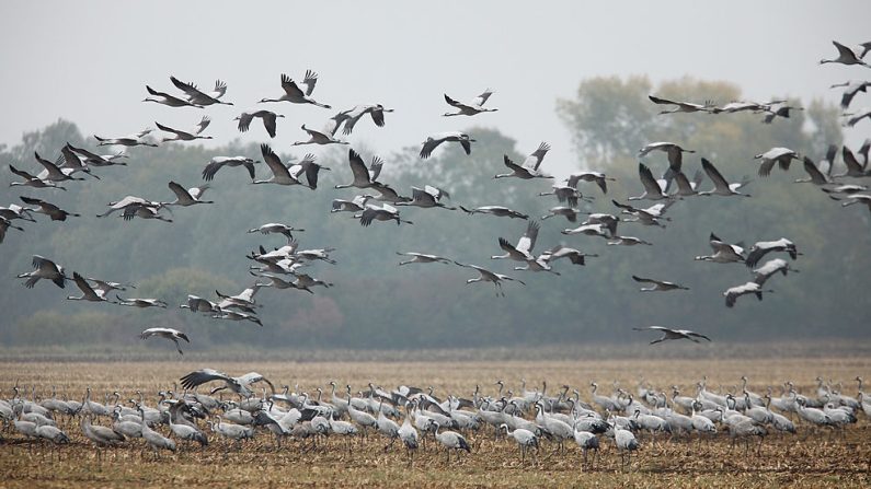 Des grues prennent leur envol tandis que d'autres se nourrissent dans un champ de maïs récolté par un agriculteur, le 22 octobre 2009 près de Linum, en Allemagne. (Sean Gallup/Getty Images)