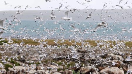 Le risque de propagation de la grippe aviaire à l’homme est très préoccupant, selon l’OMS