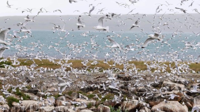 Des oiseaux en Norvège après une épidémie de grippe aviaire. (Yvind Zahl Arntzen/NTD/AFP via Getty Images)