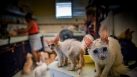 Confinés dans l’obscurité, des dizaines d’animaux vivaient au milieu de leurs excréments et des poubelles