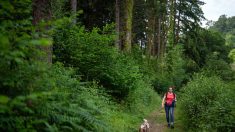 Depuis le 15 avril, il est obligatoire de tenir son chien en laisse en forêt, sous peine d’écoper d’une amende