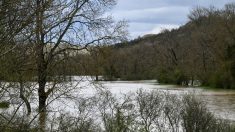 Un père et son fils sauvent les poissons piégés dans les flaques d’eau après les crues en Dordogne