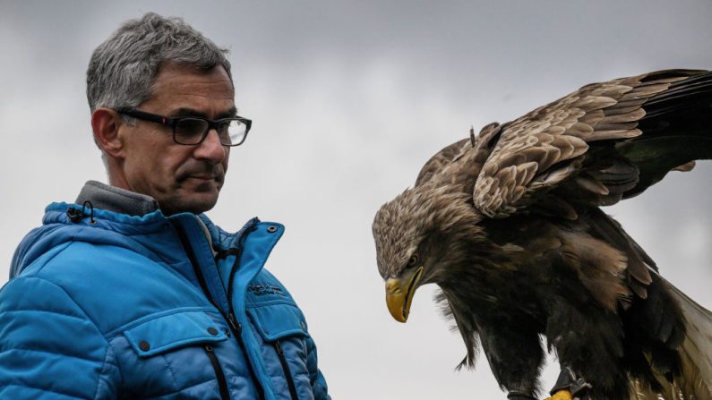 Le fauconnier français Jacques-Olivier Travers tient Fletcher, un aigle à queue blanche connu sous le nom d'aigle de mer qu'il entraîne et éduque au parc « Les Aigles du Leman », là Sciez, en Haute-Savoie, le 28 mars 2024. (Photo JEFF PACHOUD/AFP via Getty Images)