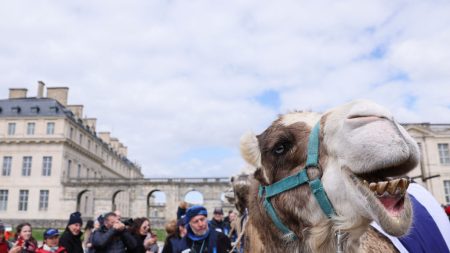 Bois de Vincennes: des chameaux, des dromadaires et des lamas ont défilé pour la cause