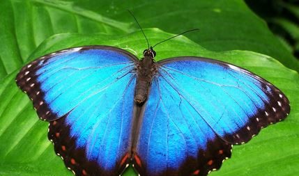 Sortir du cocon et voler comme un papillon