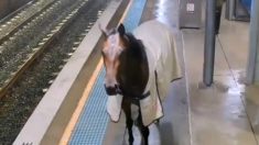 Un cheval de course surprend les usagers d’une gare australienne