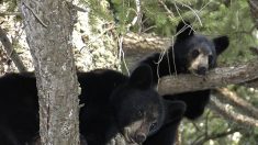 « C’est juste de l’ignorance, un égoïsme total » : un ourson arraché d’un arbre juste pour prendre des photos avec lui