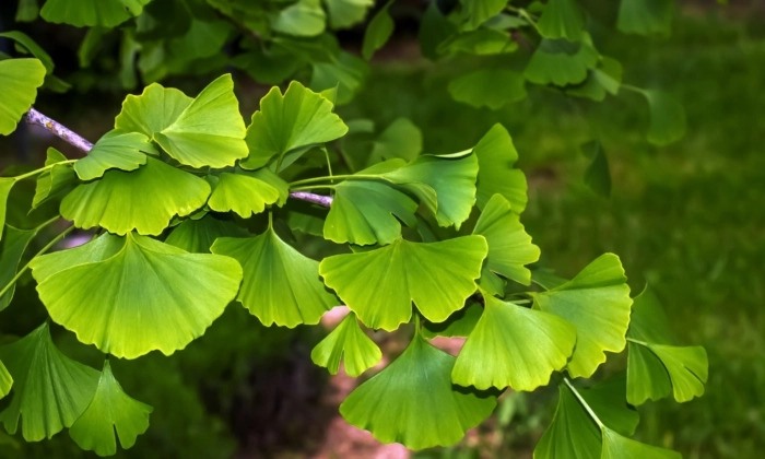 Le Ginkgo Biloba est utilisé en médecine par les traditions de guérison depuis des milliers d'années. (Antares_NS/Shutterstock)