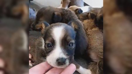 Ariège: elle découvre sept chiots abandonnés dans un bois et lance un appel pour retrouver le propriétaire