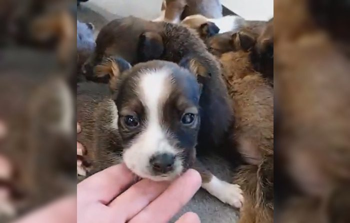 Le 21 avril 2024, découverte de sept chiots abandonnés en pleine forêt, dans l’Ariège. (Capture d’écran profil Facebook de l’Association "Les Compagnons Des Animaux"). 