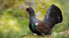 Vosges: le grand tétras bientôt réintroduit dans le massif, des écologistes déposent un recours au tribunal