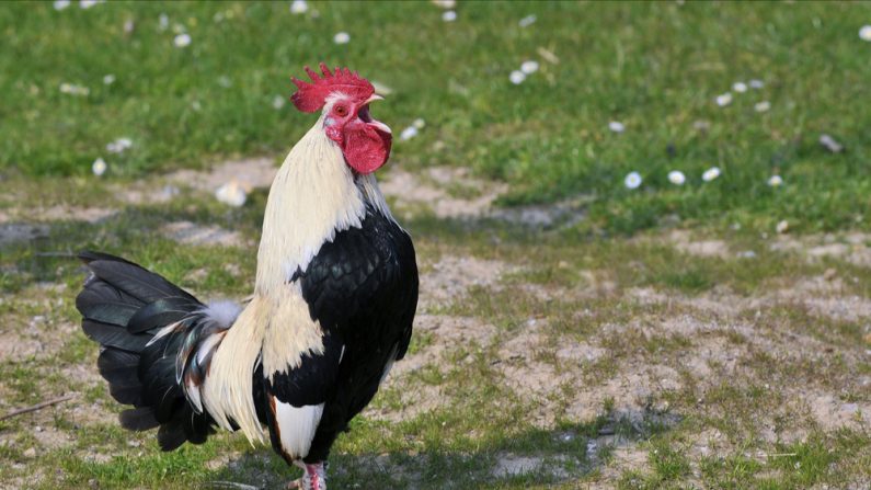 Quand un coq chante en zone urbaine, les tribunaux sont plus enclins à reconnaître le trouble. (Photo: Christian Musat/Shutterstock)