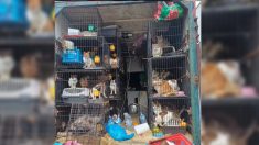 Près de Saint-Malo : plus de 150 chats et chiens retrouvés dans un camion, au milieu de leurs excréments