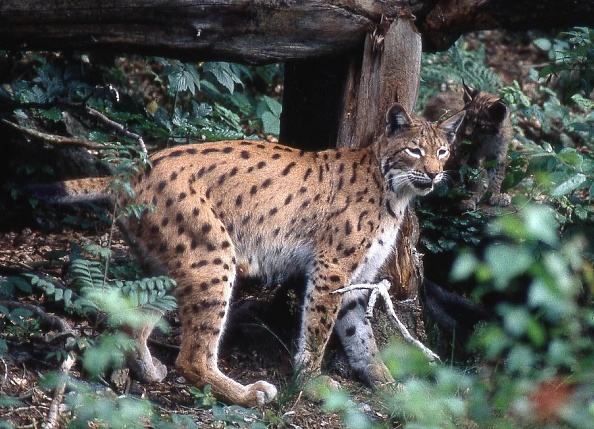 Une femelle lynx boréal prise dans la forêt du massif vosgien. (Photo d'illustration AFP via Getty Images)