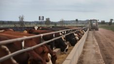 Les éleveurs australiens s’inquiètent des nouvelles lois européennes en matière de déforestation