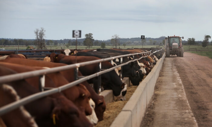 Distribution du fourrage le long des auges à bétail à "Old Bombine" à Meandarra, en Australie, le 18 janvier 2021. (Lisa Maree Williams/Getty Images)