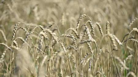 Des droits de douane dorénavant pour les céréales russes dans l’UE