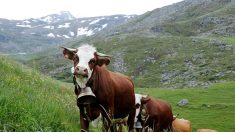 « On ne s’entend même pas parler » : en Mayenne, des habitants se plaignent du bruit des cloches de ses vaches