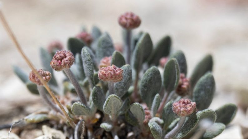 Une plante de sarrasin de Tiehm commence à bourgeonner dans son habitat naturel, au Nevada, à côté de Rhyolite Ridge, le site d'une mine de lithium proposée, le 7 mai 2024. (Photo ROBYN BECK/AFP via Getty Images)