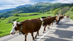 La transhumance : quelle est cette pratique oubliée en train de renaître dans les Vosges ?