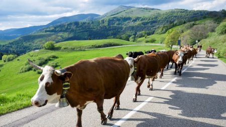 La transhumance : quelle est cette pratique oubliée en train de renaître dans les Vosges ?