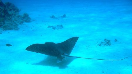 Une raie manta de 3 mètres d’envergure s’échoue sur une plage catalane et donne naissance à un petit