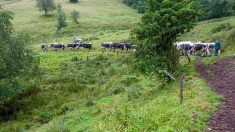 Sarthe : huit vaches périssent dans un trou de 18 mètres de profondeur, à la suite d’un effondrement de terrain